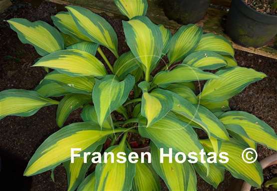 Hosta Hawaiian Luau